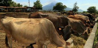 Foto: Ganadería en Nicaragua