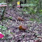 Fascinante mundo oculto en Peñas Blancas: Desde guatusas, hasta saínos y tayras Foto: Especies captadas en la Reserva Natural Macizo Peñas Blancas