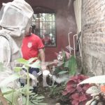 Susto en un barrio de Estelí: Familias picadas por abejas africanas Foto: Ataque de abejas africanas en Estelí / TN8