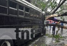 Árbol le cae a un bus y lesiona a un pasajero en El Realejo, Chinandega Foto: Árbol cae sobre un bus en Chinandega / TN8