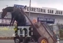 ¿Quién es más caballo? Equino queda colgado como piñata en Masaya Foto: Caballo recibe maltrato por un carretonero en Masaya / TN8