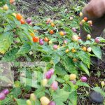 ¿Chile de colores en Nicaragua? El curioso cultivo que cautiva en Ticuantepe Foto: Chile de colores en Ticuantepe / TN8