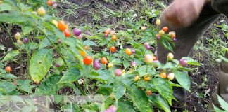 Foto: Chile de colores en Ticuantepe / TN8