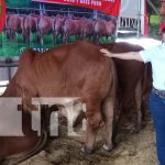 Así es la Feria Ganadera Managua 2024, que ha abierto sus puertas al público Foto: Feria Ganadera 2024 / TN8