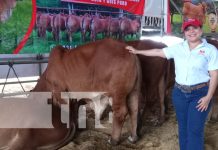 Así es la Feria Ganadera Managua 2024, que ha abierto sus puertas al público Foto: Feria Ganadera 2024 / TN8