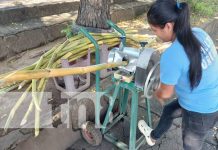 ¿Ya probaste el guarapo? El jugo de caña que te pone potente Foto: Jugo de caña, o guarapo, emprendimiento nuevo en Managua / TN8
