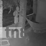 Con toda la paciencia se roba una hamaca en Ometepe (VIDEO) Foto: Tras la pista de ladrón de hamacas en la Isla de Ometepe / TN8