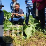 INTA capacita a productores para mejorar la calidad y producción de las semillas de quequisque Foto: destacada actividad con productores del sector agropecuario /TN8