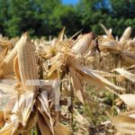 ¡80 quintales por manzana! El nuevo maíz blanco del INTA es una sensación Foto: Variedad de maíz blanco con el INTA Nicaragua / TN8