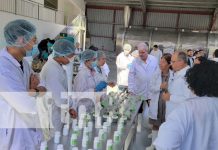 Centro de Desarrollo de Moringa en León: Innovación en alimentación y salud Foto: Centro de desarrollo de moringa en León / TN8