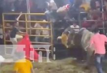 ¡Casi le saca las tripas! Terrible embestida de toro en Altagracia, Ometepe Foto: Terrible embestida de toro a un sorteador en Altagracia, Ometepe / TN8