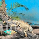 Diversión, naturaleza y educación: así disfrutan las familias en Xilonem y el Zoológico Foto: ¡Xilonem y Zoológico Nacional: los destinos favoritos para cerrar el año en familia! Piscinas, naturaleza y educación en un ambiente seguro/TN8