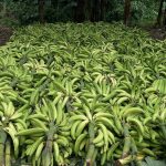 De Nicaragua a Centroamérica: El plátano como rubro de exportación clave