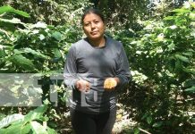 ¡2024, un año fenomenal para el café cosechado en la Isla de Ometepe! Foto: ¡2024, un año fenomenal para el café cosechado en la Isla de Ometepe!/TN8