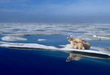 El Ártico podría perder su capa de hielo marino para 2030 Foto: El Ártico podría perder su capa de hielo marino para 2030