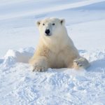 Hombre protege a su esposa del ataque de un oso polar Hombre protege a su esposa del ataque de un oso polar