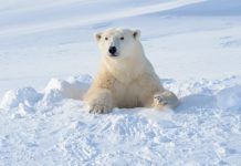 Hombre protege a su esposa del ataque de un oso polar Hombre protege a su esposa del ataque de un oso polar
