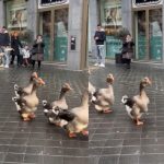 Desfile de gansos roba el corazón en las redes sociales (video) Foto: Desfile de gansos se vuelve viral y causa ternura /Cortesía