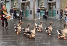Desfile de gansos roba el corazón en las redes sociales (video) Foto: Desfile de gansos se vuelve viral y causa ternura /Cortesía