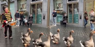 Foto: Desfile de gansos se vuelve viral y causa ternura /Cortesía