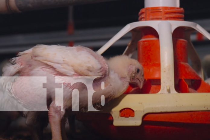 Foto: ¡Nicaragua avanza hacia la soberanía alimentaria! siendo un 112% en la producción agrícola, el país se consolida como líder agroproductor/TN8 Foto: ¡Nicaragua avanza hacia la soberanía alimentaria! siendo un 112% en la producción agrícola, el país se consolida como líder agroproductor/TN8