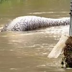 (Video) ¡Impactante! Pitón de 6 metros aparece tras inundaciones en Tailandia Foto: Serpiente gigante en Tailandia /cortesía