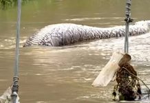 (Video) ¡Impactante! Pitón de 6 metros aparece tras inundaciones en Tailandia Foto: Serpiente gigante en Tailandia /cortesía