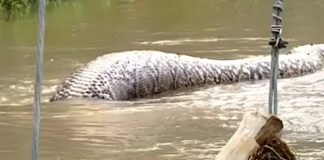 Foto: Serpiente gigante en Tailandia /cortesía
