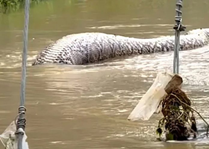 Foto: Serpiente gigante en Tailandia /cortesía Foto: Serpiente gigante en Tailandia /cortesía