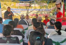 Inoculantes biológicos: Innovación que mejora la producción de frijol en Nicaragua