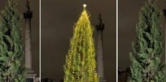 Foto: El polémico árbol de navidad /cortesía
