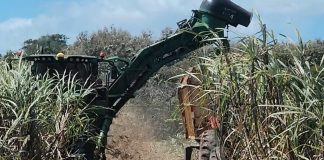 Foto: El sector azucarero continúa siendo un pilar fundamental para la economía/Cortesía