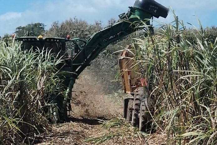 Foto: El sector azucarero continúa siendo un pilar fundamental para la economía/Cortesía Foto: El sector azucarero continúa siendo un pilar fundamental para la economía/Cortesía