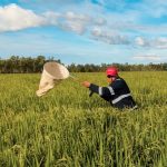 IPSA refuerza vigilancia fitosanitaria en más de 10 mil hectáreas de arroz