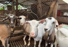 Colombia declara emergencia sanitaria por ántrax en cabras Foto: Brote de ántrax en Colombia /cortesía