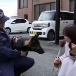 Perrito policía se «roba el show» tras una entrevista en vivo Foto: Perrito policía se viraliza /cortesía