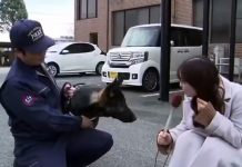 Perrito policía se «roba el show» tras una entrevista en vivo Foto: Perrito policía se viraliza /cortesía
