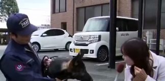 Foto: Perrito policía se viraliza /cortesía