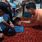 Nicaragua impulsa la especialización cafetalera con el Curso Q Processing Nivel 2