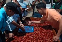 Nicaragua impulsa la especialización cafetalera con el Curso Q Processing Nivel 2