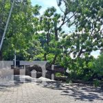 Frondoso árbol de nim colapsa en Managua producto de los fuertes vientos Foto: Colapso de árbol en Managua /TN8