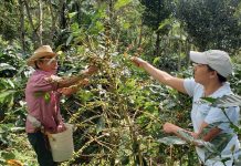 IPSA refuerza la certificación de productos orgánicos en Nicaragua Foto: IPSA, continúa promoviendo la producción orgánica en Nicaragua/Cortesía