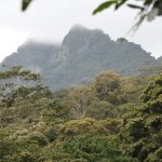 Boaco renace: 420,000 árboles plantados en la campaña ‘verde, que te quiero verde Foto: Boaco árboles plantados en la campaña 'verde, que te quiero verde / TN8
