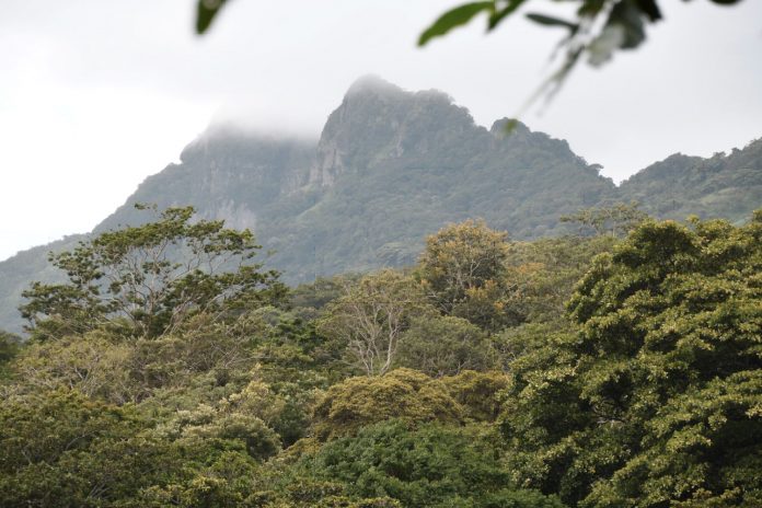 Foto: Boaco árboles plantados en la campaña 'verde, que te quiero verde / TN8 Foto: Boaco árboles plantados en la campaña 'verde, que te quiero verde / TN8
