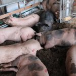 La producción nacional de carne porcina crece un 3.5% a noviembre 2024 Foto: La producción nacional de carne porcina crece un 3.5% a noviembre 2024/Cortesía