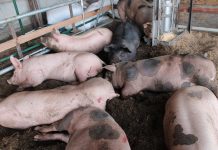 La producción nacional de carne porcina crece un 3.5% a noviembre 2024 Foto: La producción nacional de carne porcina crece un 3.5% a noviembre 2024/Cortesía