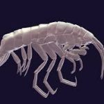 Descubren nueva especie de crustáceo en la fosa de Atacama Foto: Descubren nueva especie de crustáceo en la fosa de Atacama