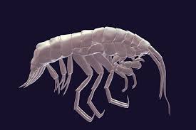 3 Foto: Descubren nueva especie de crustáceo en la fosa de Atacama