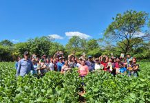 INTA presenta la nueva variedad de soya Chinandega Foto: INTA presenta la nueva variedad de soya Chinandega