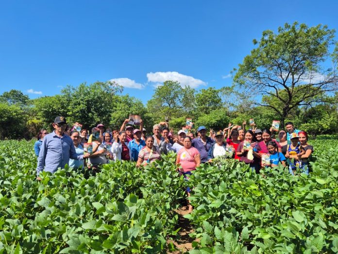 5 Foto: INTA presenta la nueva variedad de soya Chinandega